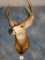 Forkhorn Mule Deer shoulder mount