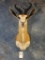 Kalahari Springbuck shoulder mount