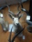 Record Class Addax Antelope shoulder mount