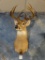 8pt. Whitetail Deer shoulder mount