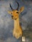 African Southern Mountain Reedbuck shoulder mount