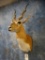 Blackbuck Antelope shoulder mount