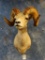 Record Book Desert Bighorn Sheep shoulder mount