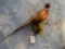 Wall Ringneck Pheasant Mount