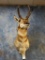 Pronghorn Antelope shoulder mount