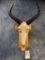 African Tsessebee Antelope Skull on Panel