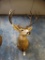 Big Rocky Mountain Mule Deer shoulder mount