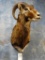 Mouflon Sheep shoulder mount