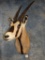 East African Oryx shoulder mount