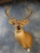 8pt. North Texas Whitetail Deer shoulder mount
