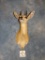 African Stienbuck shoulder mount