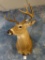 9pt. Mexico Whitetail Deer shoulder mount