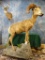 Desert Bighorn Sheep full body mount