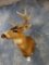 Sitka Blacktail Deer shoulder mount