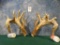 Heavy Matching Pair of Whitetail Deer Sheds