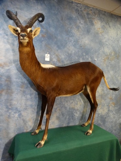 African Nile Lechwe full body mount