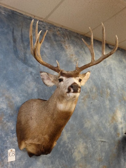 Mule Deer shoulder mount