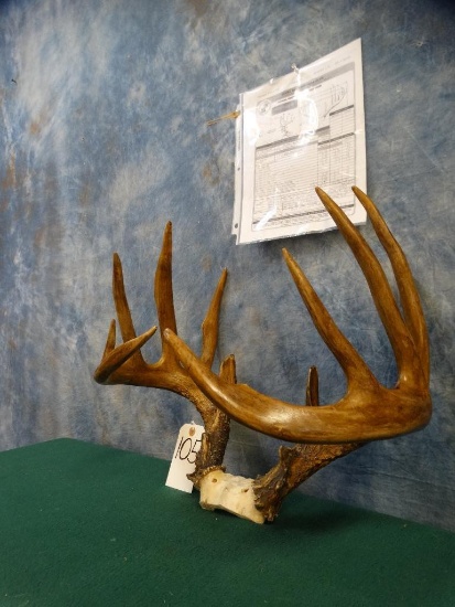 Boone Crockett North Dakota Whitetail Deer Rack With Scoresheet Estate Personal Property Sporting Goods Outdoor Sports Taxidermy Online Auctions Proxibid