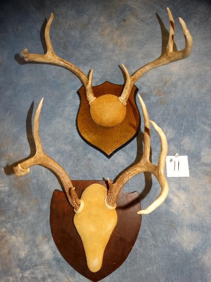 Pair of Texas Hill Country Whitetail Deer Racks mounted on Panels