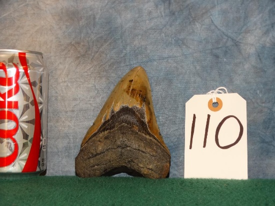 Huge Prehistoric Shark Tooth