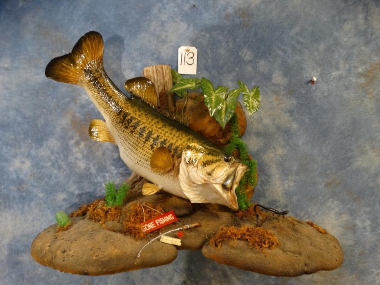 Beautiful Real Skin Largemouth Bass in Habitat