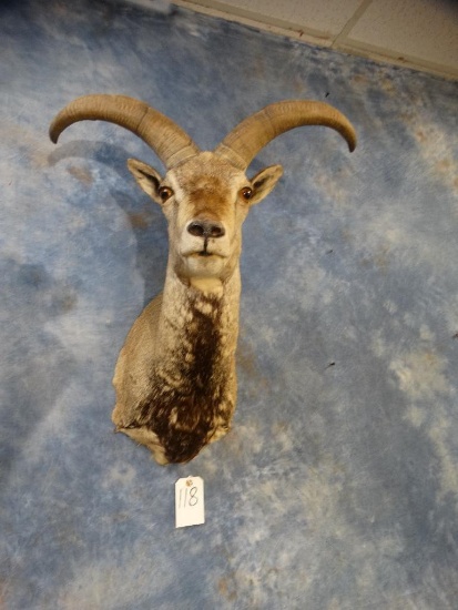 Rare Dwarf Blue Sheep