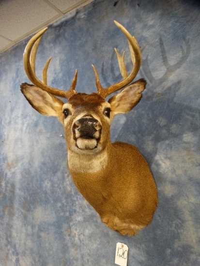 Nice 10 point Whitetail Deer shoulder mount