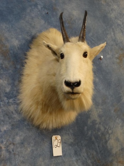 Rocky Mountain Goat shoulder mount