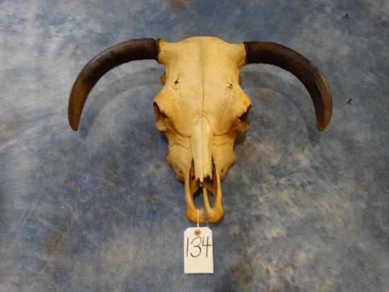 Cow Skull