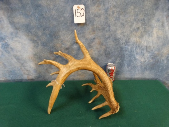 123 4/8 gross 16pt. Whitetail Deer Shed