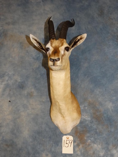 African Thompson?s Gazelle shoulder mount