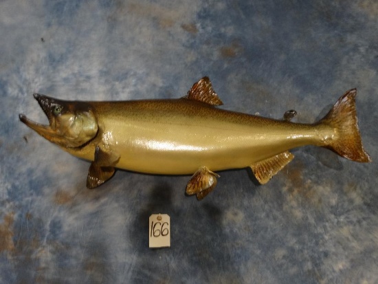 Real Skin King Salmon mount