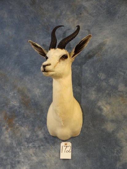 African White Springbuck Gazelle shoulder mount