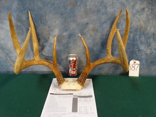 Big 152 6/8 net Wild 8pt. Whitetail Deer Rack