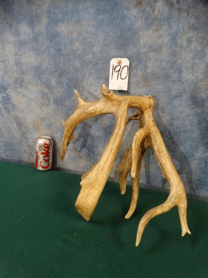 Awesome 13pt. 112 5/8 gross Whitetail Deer Shed
