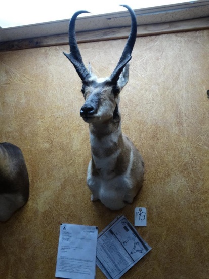 Boone & Crockett Pronghorn Antelope shoulder mount