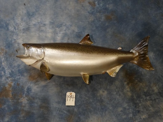 New Mount Alaskan King Salmon