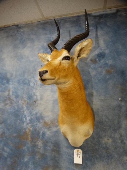 African Western Kob shoulder mount