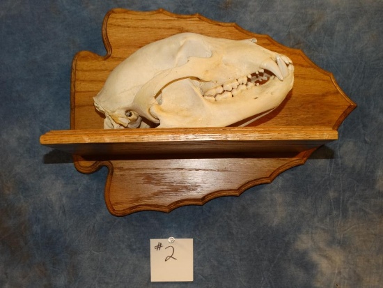 Black Bear Skull on plaque