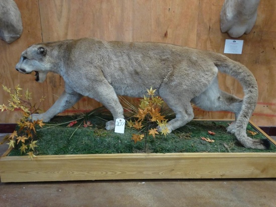 Mountain Lion full body mount