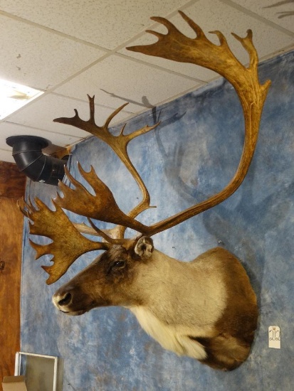 Record Class Mountain Caribou shoulder mount
