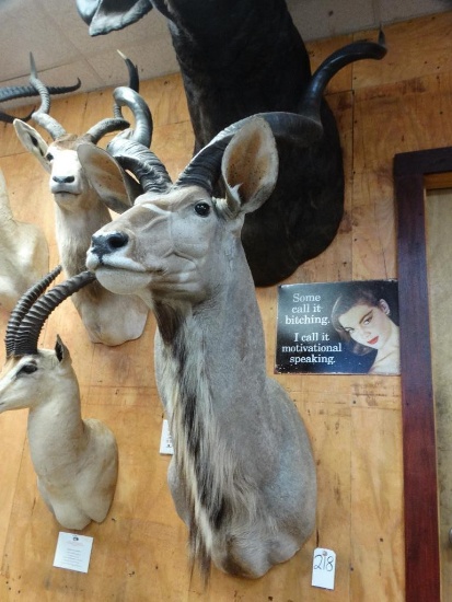 African Greater Kudu shoulder mount