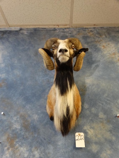 Beautiful Painted Desert Sheep shoulder mount
