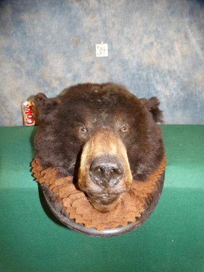Black Bear Head mount