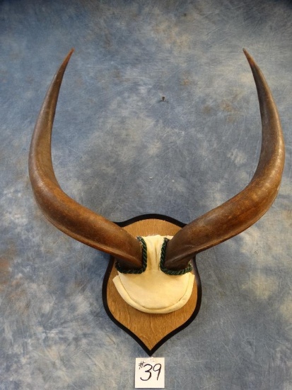 Rare Mountain Nyala Horns on Panel