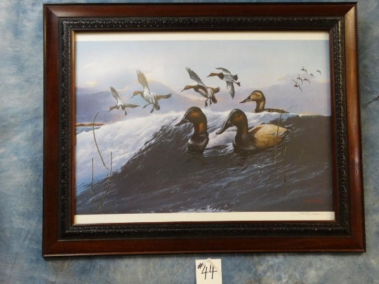 Canvasback Ducks Framed Print