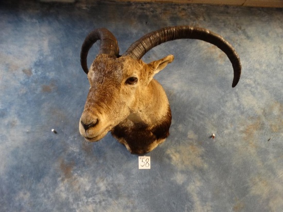 Southeastern Spanish Ibex shoulder mount