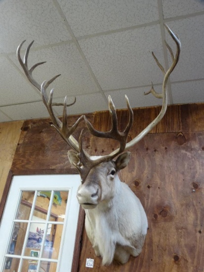 Canadian Central Barren Caribou shoulder mount