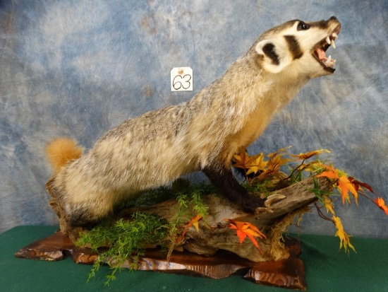 Badger Full body mount