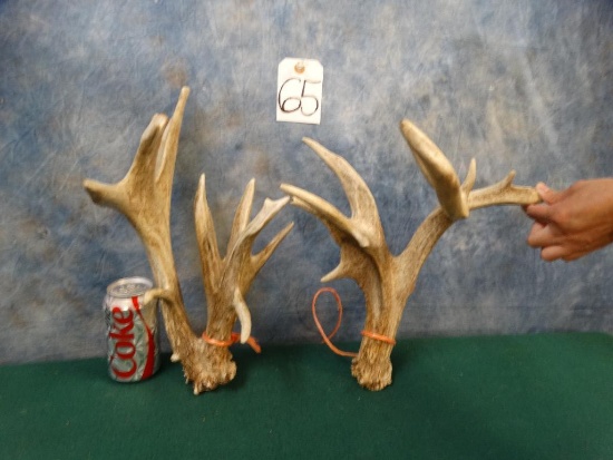 Non -Typical Matching Whitetail Deer Sheds